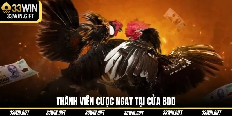 thanh-vien-cuoc-ngay-tai-cua-bdd