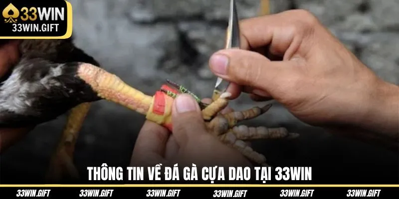 thong-tin-ve-da-ga-cua-dao-tai-33win