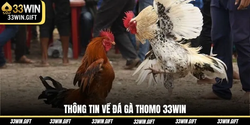 thong-tin-ve-da-ga-thomo-33win