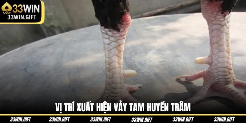 vi-tri-xuat-hien-vay-tam-huyen-tram